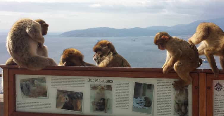 From Seville: Full-Day Private Tour of Gibraltar
