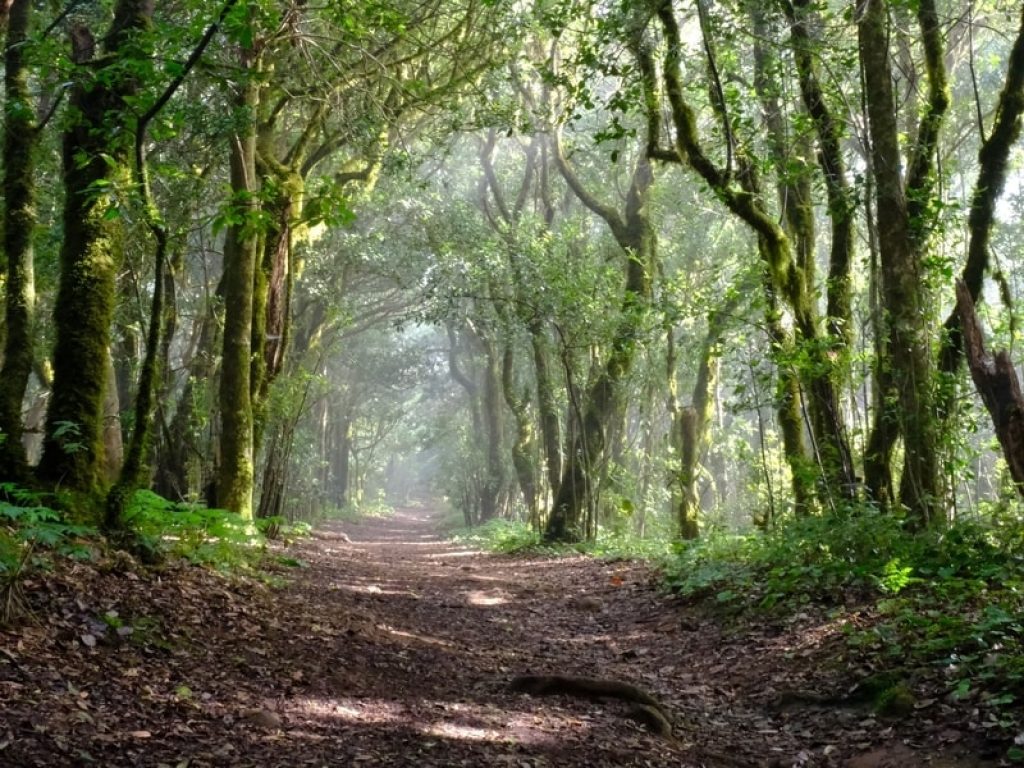 anaga-country-park-santa-cruz-de-tenerife