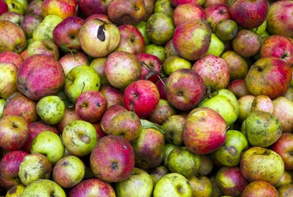 apples-from-the-cider-shire