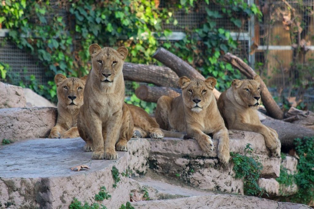 lions-in-the-barcelona-zoo