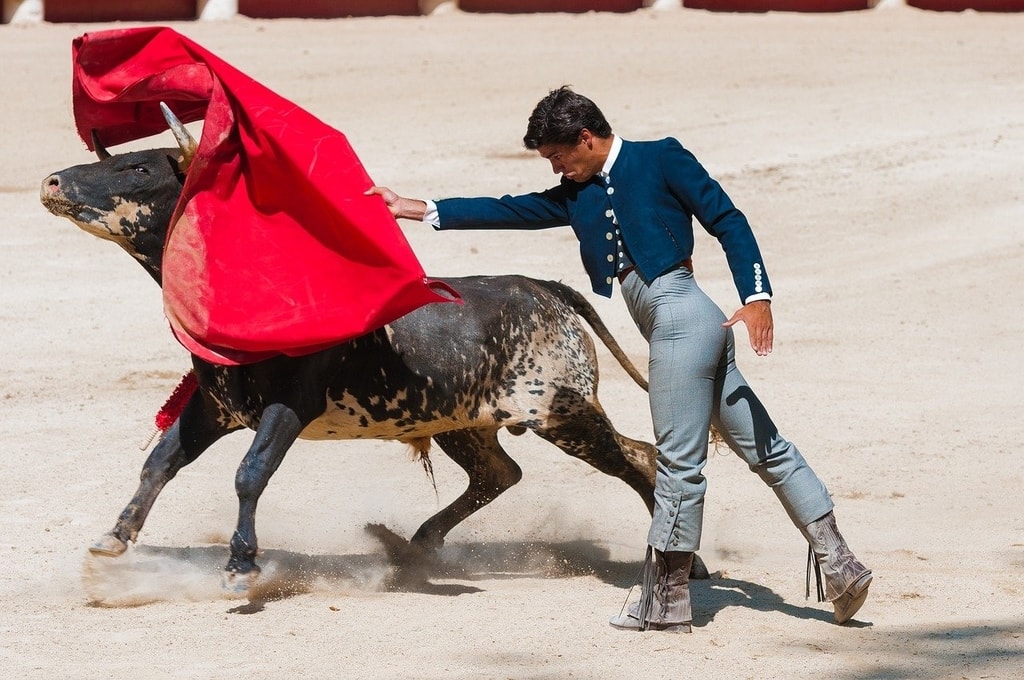 Bullfighter luring bull with red flag