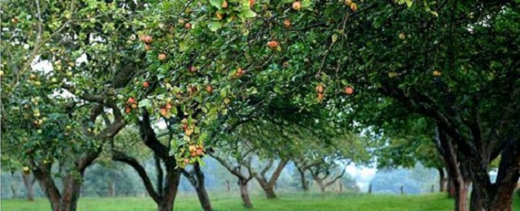 apple-orchards-in-nava