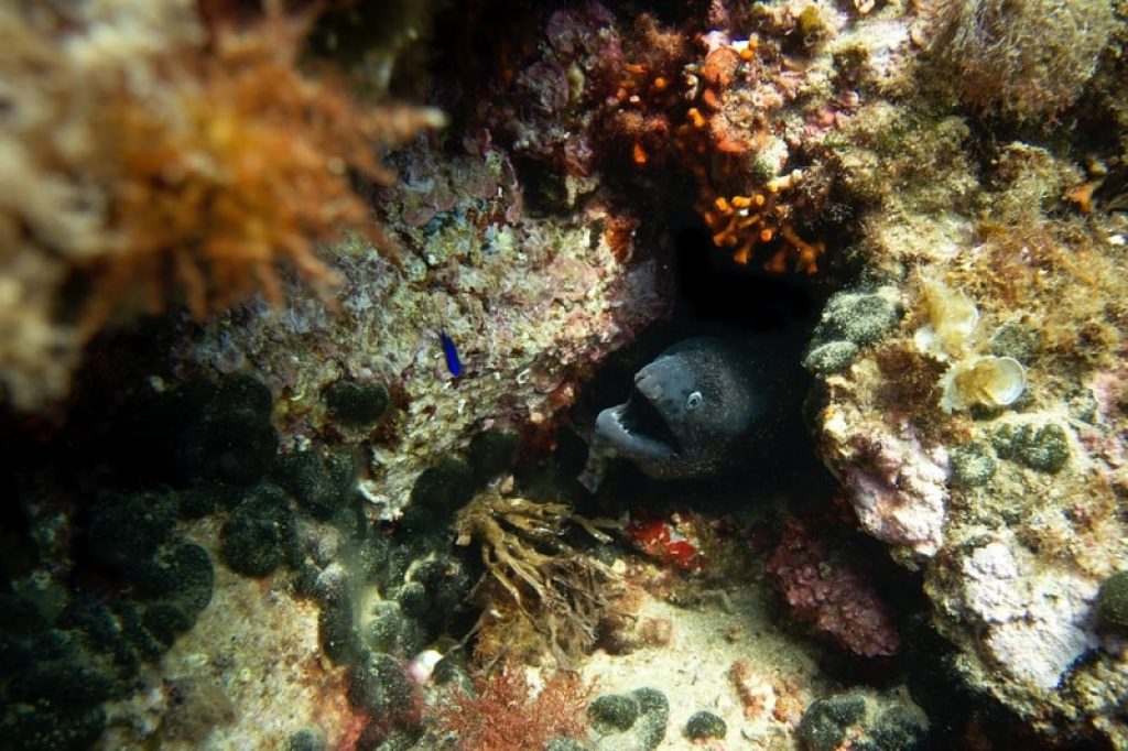 Eel in the coral reef while diving in Spain