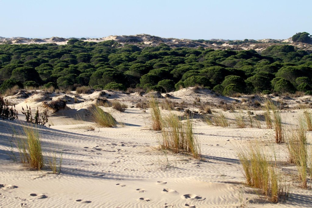 Donana National Park