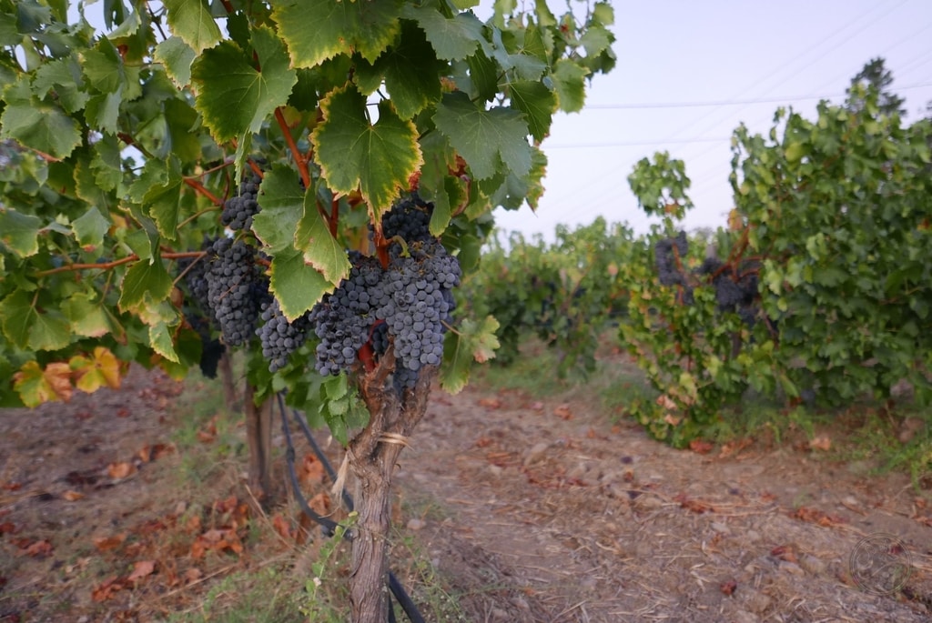 Grapes on a vineyard in Spain