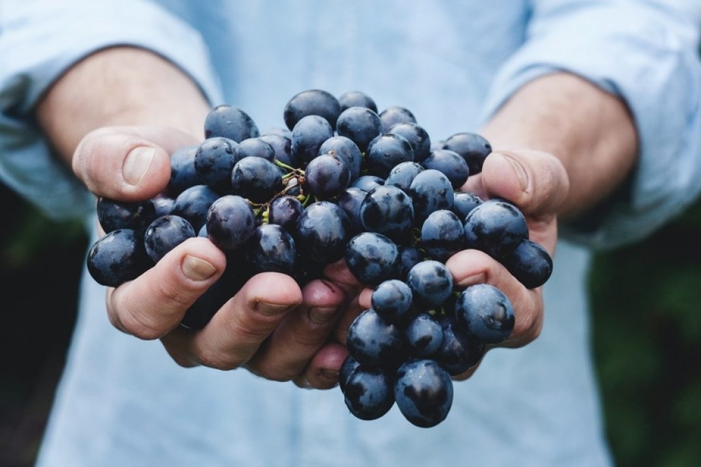 someone holding a bunch of black grapes