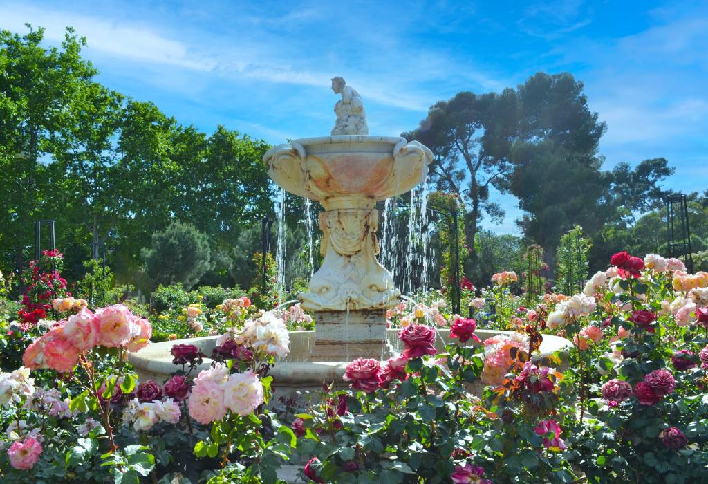 White fountain in rose garden.
