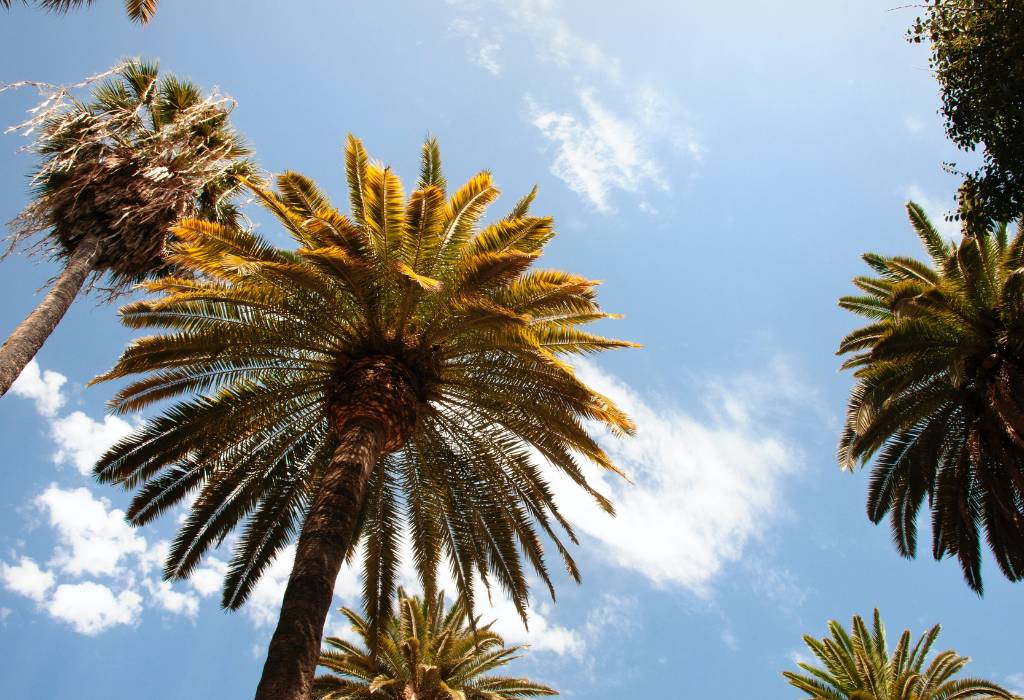 Palm trees in Malaga