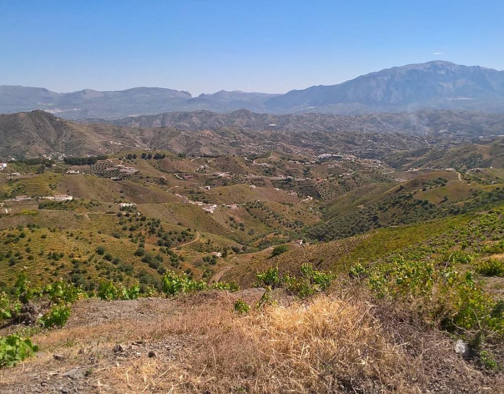 View overlooking a vineyard in Malaga