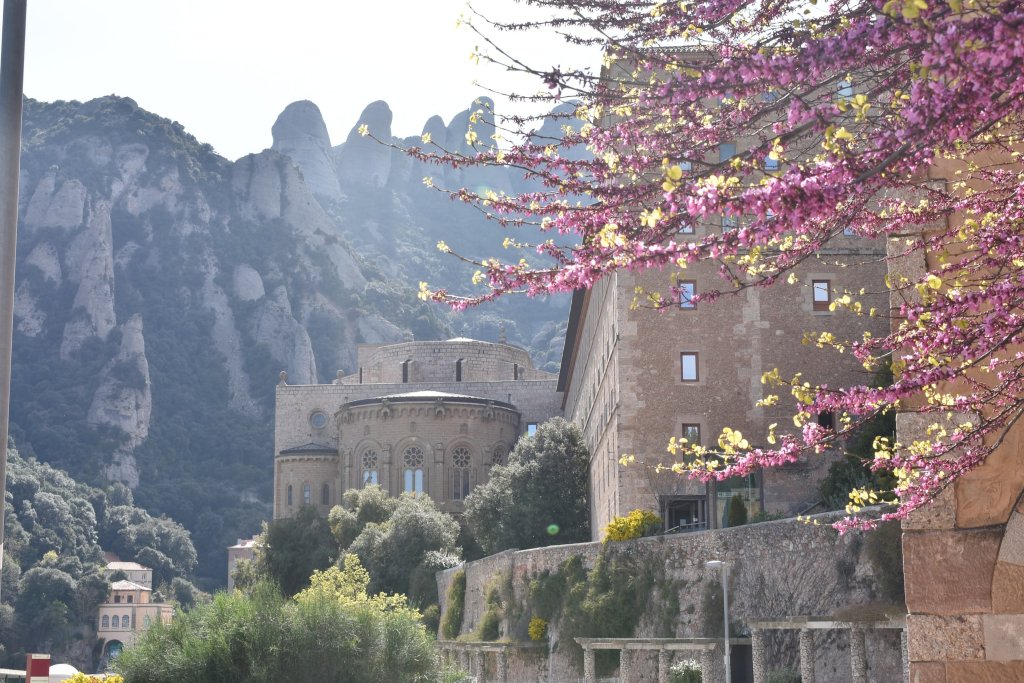 Montserrat Monastery in Spain with cherry blossoms around it