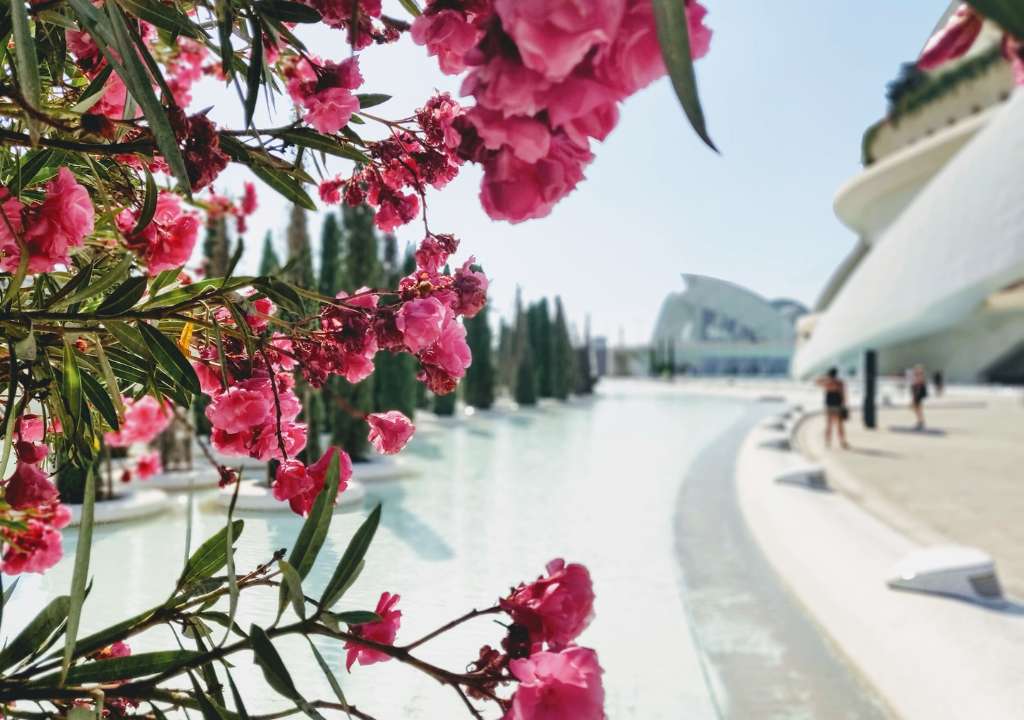 Oleander-on-the-Walkway to the Queen Sofia Palace of Arts in Valencia.