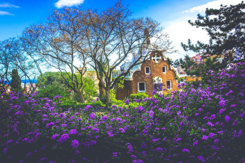 Purple flowers in Park Guell, Barcelona