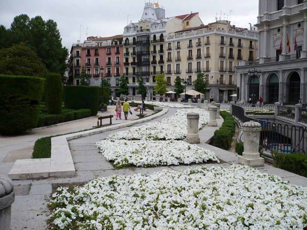 white-flowers-in-plaza-in-madrid