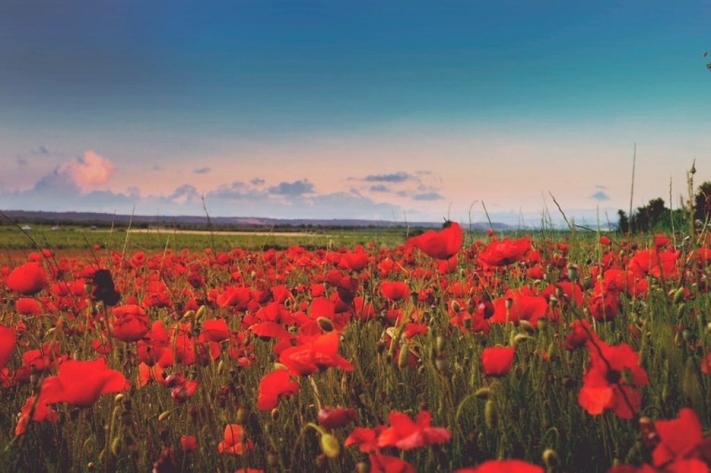 red poppy field in la rioja, Spain