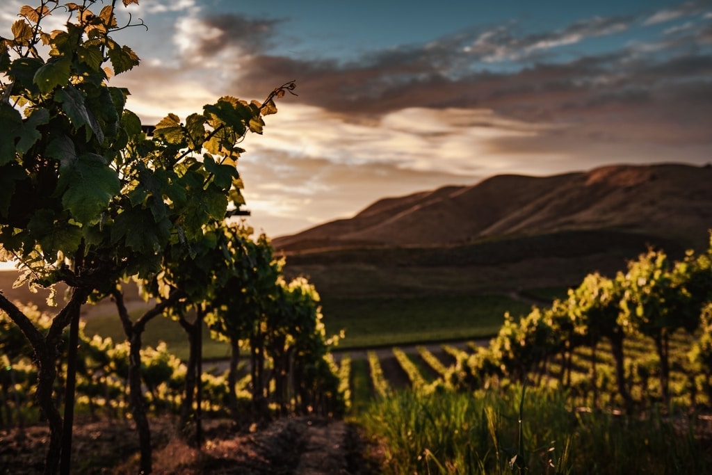 Vineyard with mountain backdrop