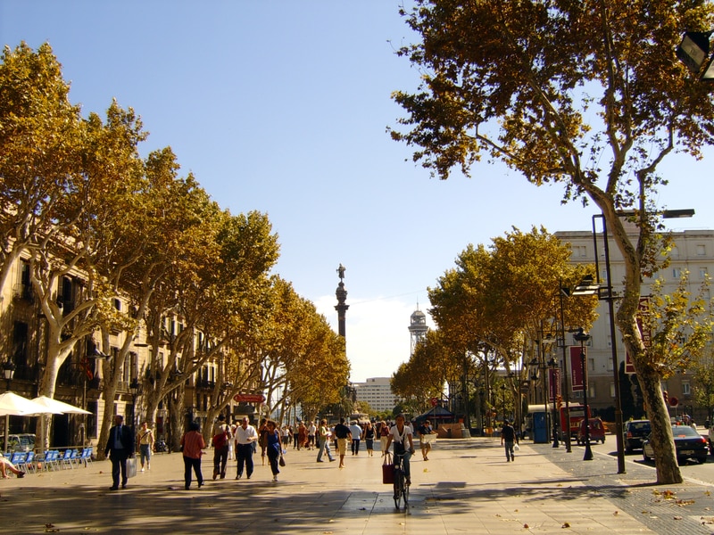 golden trees lining street in barcelona