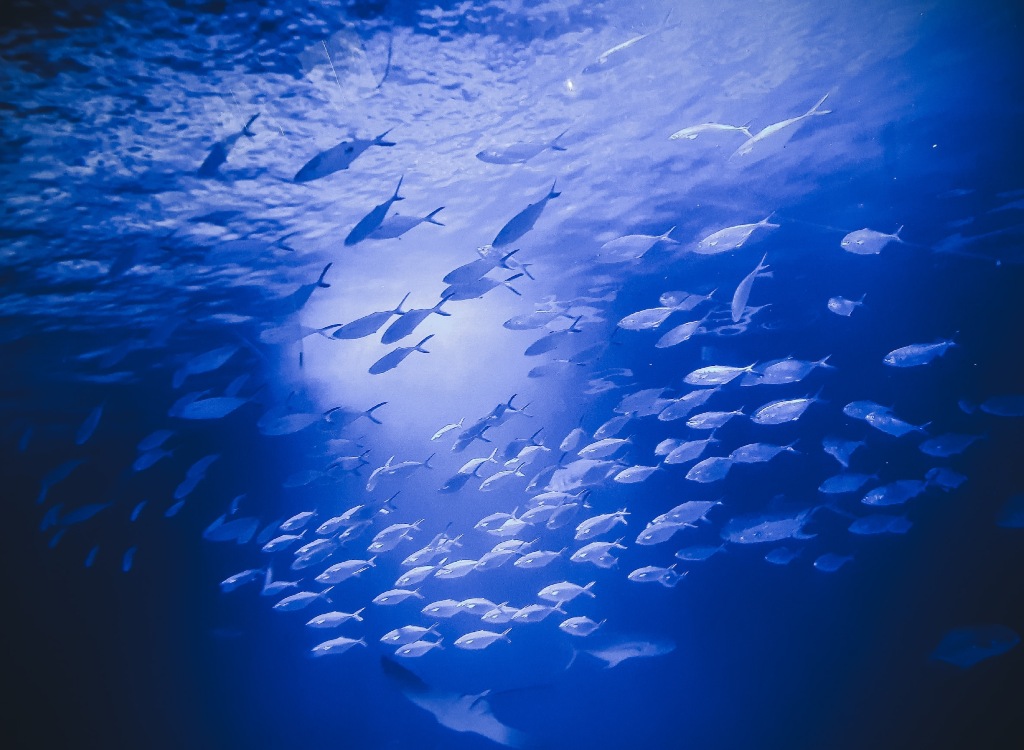 Fish in the Aquarium at The City of Art and Sciences