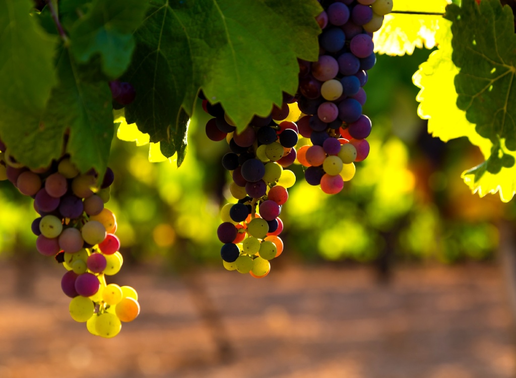 Grapes in Utiel Requena Valencia