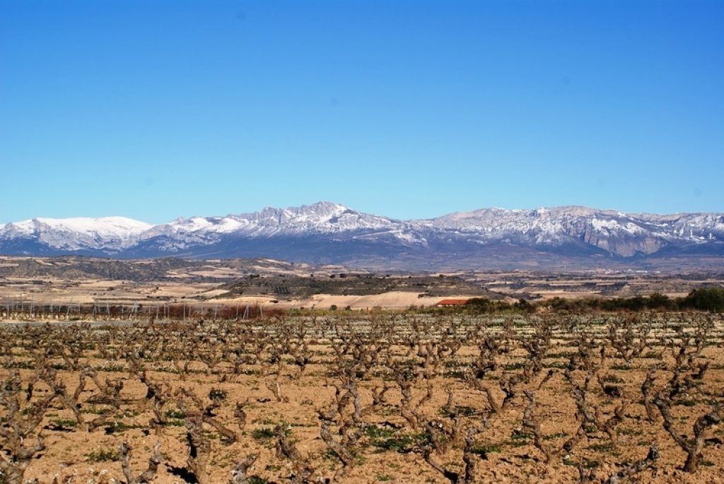 vineyards in logrono in the winter overlooking snow-capped mountains
