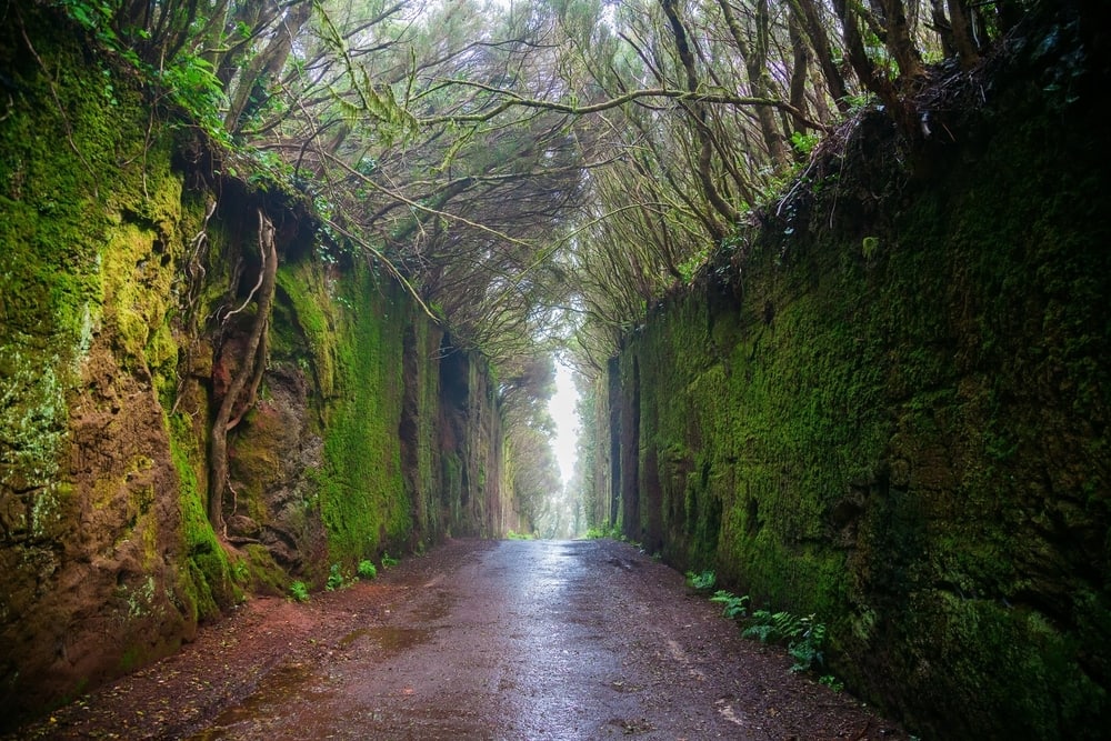 Green plush walk way