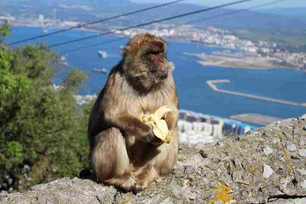 monkey-on-the-rock-of-gibraltar